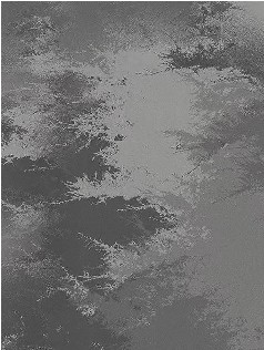 Misty Forest